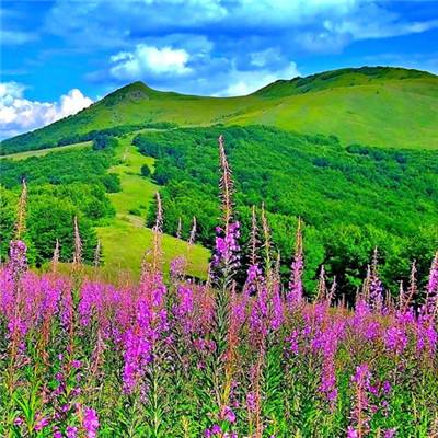 幻想仙侣应用宝版下载